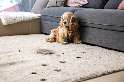 Puppy on a Rug